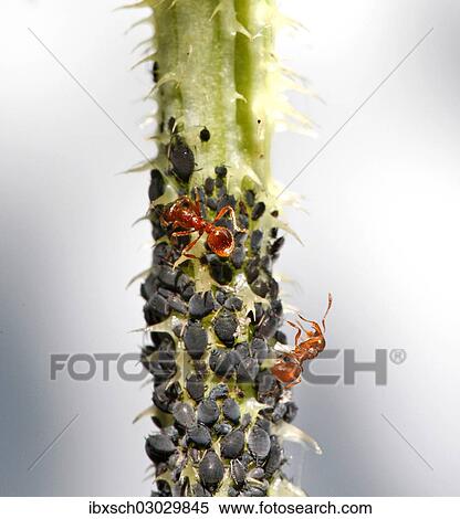 "Aphids or Plant lice (Aphidoidea) on a thistle being milked by Ants (Formidicae), Munich, Upper Bavaria, Bavaria, Germany, Europe" View Large Photo Image Stock Photography - "Aphids or Plant lice (Aphidoidea) on a thistle being milked by Ants (Formidicae), Munich, Upper Bavaria, Bavaria, Germany, Europe". Fotosearch