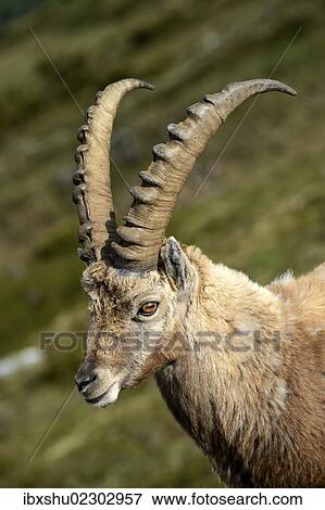 "Apine Ibex (Capra ibex), portrait, Mt Niederhorn, Switzerland, Europe" View Large Photo Image Stock Photo - "Apine Ibex (Capra ibex), portrait, Mt Niederhorn, Switzerland, Europe". Fotosearch