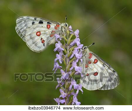 "Apollo Butterflies (Parnassius apollo), two butterflies resting on a Short-spurred Fragrant Orchid (Gymnadenia odoratissima), Swabian Alb biosphere reserve, Baden-Wurttemberg, Germany, Europe" View Large Photo Image Picture - "Apollo Butterflies (Parnassius apollo), two butterflies resting on a Short-spurred Fragrant Orchid (Gymnadenia odoratissima), Swabian Alb biosphere reserve, Baden-Wurttemberg, Germany, Europe". Fotosearch
