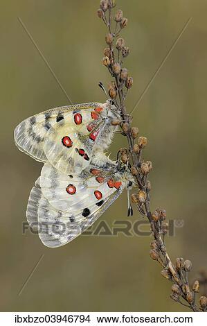 "Apollo Butterflies (Parnassius apollo), two butterflies mating on the dry seed heads of the Common Sorrel (Rumex acetosa), Swabian Alb biosphere reserve, Baden-Wurttemberg, Germany, Europe" View Large Photo Image Picture - "Apollo Butterflies (Parnassius apollo), two butterflies mating on the dry seed heads of the Common Sorrel (Rumex acetosa), Swabian Alb biosphere reserve, Baden-Wurttemberg, Germany, Europe". Fotosearch