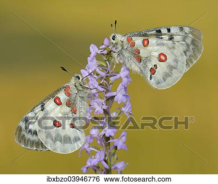 "Apollo Butterflies (Parnassius apollo), two butterflies feeding on a Short-spurred Fragrant Orchid (Gymnadenia odoratissima), Swabian Alb biosphere reserve, Baden-Wurttemberg, Germany, Europe" View Large Photo Image Stock Photograph - "Apollo Butterflies (Parnassius apollo), two butterflies feeding on a Short-spurred Fragrant Orchid (Gymnadenia odoratissima), Swabian Alb biosphere reserve, Baden-Wurttemberg, Germany, Europe". Fotosearch