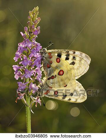 "Apollo Butterflies (Parnassius apollo), two butterflies covered with dew mating on a Short-spurred Fragrant Orchid (Gymnadenia odoratissima), Swabian Alb biosphere reserve, Baden-Wurttemberg, Germany, Europe" View Large Photo Image Stock Photography - "Apollo Butterflies (Parnassius apollo), two butterflies covered with dew mating on a Short-spurred Fragrant Orchid (Gymnadenia odoratissima), Swabian Alb biosphere reserve, Baden-Wurttemberg, Germany, Europe". Fotosearch