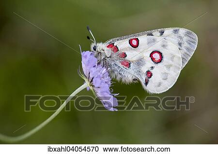 "Apollo Butterfly (Parnassius apollo), Bavaria, Germany, Europe" View Large Photo Image Stock Image - "Apollo Butterfly (Parnassius apollo), Bavaria, Germany, Europe". Fotosearch