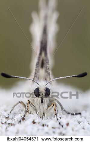 "Apollo Butterfly (Parnassius apollo), Bavaria, Germany, Europe" View Large Photo Image Stock Image - "Apollo Butterfly (Parnassius apollo), Bavaria, Germany, Europe". Fotosearch