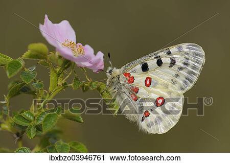 "Apollo Butterfly (Parnassius apollo) on a dog rose, Swabian Alb biosphere reserve, Baden-Wurttemberg, Germany, Europe" View Large Photo Image Stock Image - "Apollo Butterfly (Parnassius apollo) on a dog rose, Swabian Alb biosphere reserve, Baden-Wurttemberg, Germany, Europe". Fotosearch