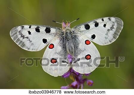 "Apollo Butterfly (Parnassius apollo) on a Short-spurred Fragrant Orchid (Gymnadenia odoratissima), Swabian Alb biosphere reserve, Baden-Wurttemberg, Germany, Europe" View Large Photo Image Stock Photo - "Apollo Butterfly (Parnassius apollo) on a Short-spurred Fragrant Orchid (Gymnadenia odoratissima), Swabian Alb biosphere reserve, Baden-Wurttemberg, Germany, Europe". Fotosearch