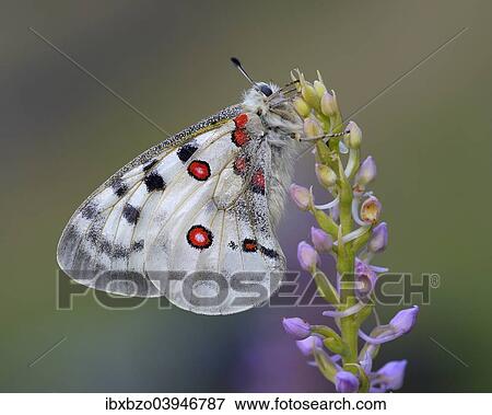"Apollo Butterfly (Parnassius apollo) on a Short-spurred Fragrant Orchid (Gymnadenia odoratissima), Swabian Alb biosphere reserve, Baden-Wurttemberg, Germany, Europe" View Large Photo Image Stock Photo - "Apollo Butterfly (Parnassius apollo) on a Short-spurred Fragrant Orchid (Gymnadenia odoratissima), Swabian Alb biosphere reserve, Baden-Wurttemberg, Germany, Europe". Fotosearch