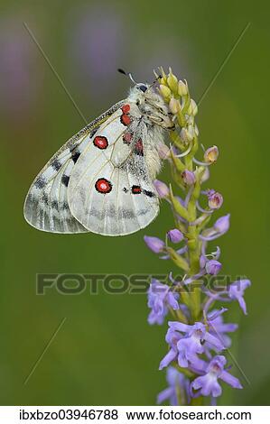 Stock Photo - "Apollo Butterfly (Parnassius apollo) on a Short-spurred Fragrant Orchid (Gymnadenia odoratissima), Swabian Alb biosphere reserve, Baden-Wurttemberg, Germany, Europe". Fotosearch