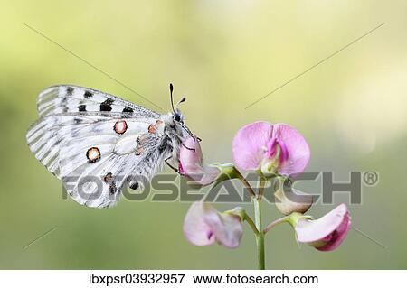 "Apollo Butterfly (Parnassius apollo), Tyrolean Oberland, Tyrol, Austria, Europe" View Large Photo Image Stock Photo - "Apollo Butterfly (Parnassius apollo), Tyrolean Oberland, Tyrol, Austria, Europe". Fotosearch