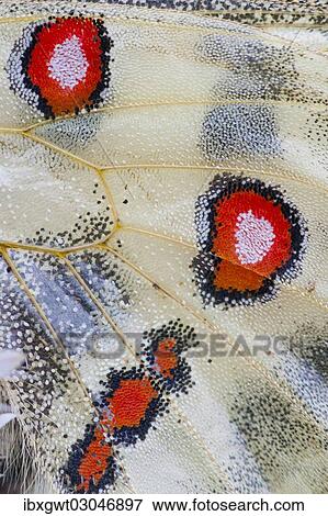 Stock Photo - "Apollo or Mountain Apollo butterfly (Parnassius apollo), detail of wing spots, Germany, Europe". Fotosearch
