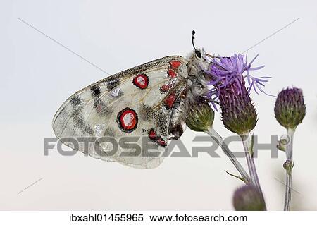 "Apollo or Mountain Apollo butterfly (Parnassius apollo), Eichstaett, Bavaria, Germany, Europe" View Large Photo Image Stock Photography - "Apollo or Mountain Apollo butterfly (Parnassius apollo), Eichstaett, Bavaria, Germany, Europe". Fotosearch