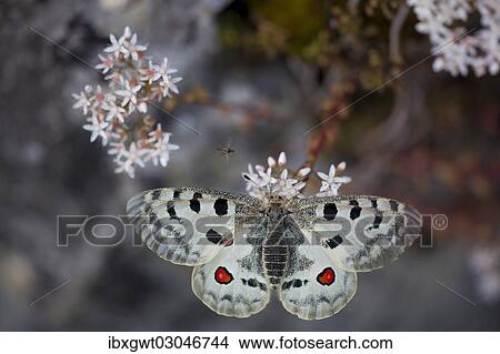 Picture - "Apollo or Mountain Apollo (Parnassius apollo) butterfly sitting on a forage plant, stonecrop, Germany, Europe". Fotosearch