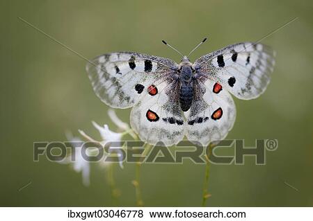 "Apollo or Mountain Apollo (Parnassius apollo) butterfly sitting on a grass lily, Germany, Europe" View Large Photo Image Stock Photo - "Apollo or Mountain Apollo (Parnassius apollo) butterfly sitting on a grass lily, Germany, Europe". Fotosearch