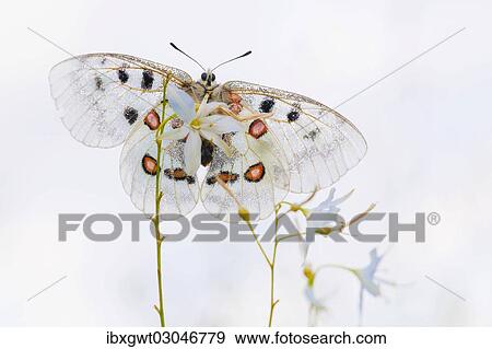 "Apollo or Mountain Apollo (Parnassius apollo) butterfly sitting on a grass lily, Germany, Europe" View Large Photo Image Stock Photo - "Apollo or Mountain Apollo (Parnassius apollo) butterfly sitting on a grass lily, Germany, Europe". Fotosearch