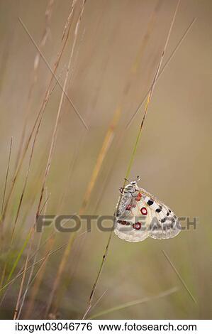 "Apollo or Mountain Apollo (Parnassius apollo) butterfly sitting on a stalk, Germany, Europe" View Large Photo Image Stock Photograph - "Apollo or Mountain Apollo (Parnassius apollo) butterfly sitting on a stalk, Germany, Europe". Fotosearch