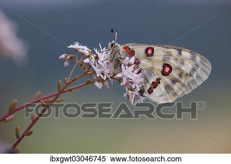 "Apollo or Mountain Apollo (Parnassius apollo) butterfly sitting on a forage plant, stonecrop, Germany, Europe" View Large Photo Image Stock Photography - "Apollo or Mountain Apollo (Parnassius apollo) butterfly sitting on a forage plant, stonecrop, Germany, Europe". Fotosearch