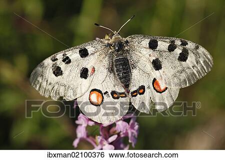 "Apollo (Parnassius apollo) butterfly, Kleinziegenfelder Valley, Franconian Switzerland, Bavaria, Germany, Europe" View Large Photo Image Stock Photograph - "Apollo (Parnassius apollo) butterfly, Kleinziegenfelder Valley, Franconian Switzerland, Bavaria, Germany, Europe". Fotosearch