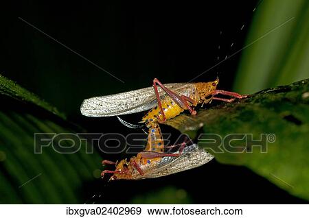 "Aposematic Bush crickets (Tettigoniidae spec. ), mating, Tiputini rain forest, Yasuni National Park, Ecuador, South America" View Large Photo Image Stock Photo - "Aposematic Bush crickets (Tettigoniidae spec. ), mating, Tiputini rain forest, Yasuni National Park, Ecuador, South America". Fotosearch
