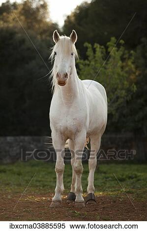 appaloosa gris