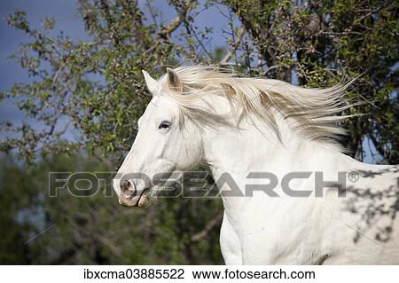 "Appaloosa mix, grey horse, gelding, behind almond trees, Majorca, Balearic Islands, Spain, Europe" View Large Photo Image Stock Image - "Appaloosa mix, grey horse, gelding, behind almond trees, Majorca, Balearic Islands, Spain, Europe". Fotosearch