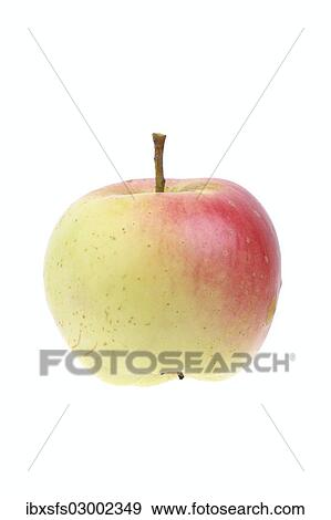 "Apple, Adersleber Kalvill variety" View Large Photo Image Stock Photo - "Apple, Adersleber Kalvill variety". Fotosearch