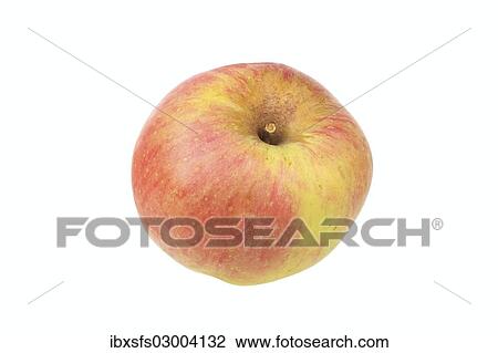 Stock Image - "Apple, Anhalter variety, traditional sort for producing cider". Fotosearch