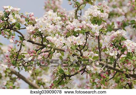 "Apple blossom (Malus sp. ), Bavaria, Germany, Europe" View Large Photo Image Stock Photo - "Apple blossom (Malus sp. ), Bavaria, Germany, Europe". Fotosearch