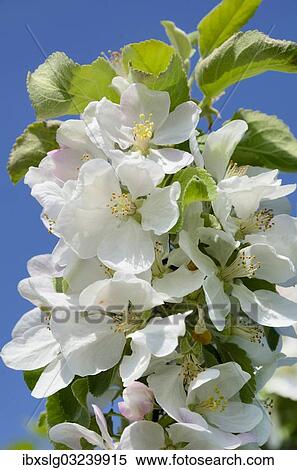 "Apple blossom (Malus sp. ), Bavaria, Germany, Europe" View Large Photo Image Stock Photography - "Apple blossom (Malus sp. ), Bavaria, Germany, Europe". Fotosearch