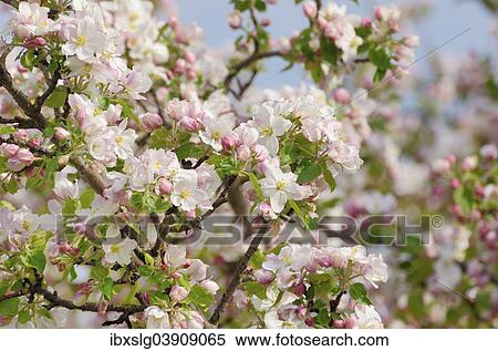 "Apple blossom (Malus sp. ), Bavaria, Germany, Europe" View Large Photo Image Stock Photography - "Apple blossom (Malus sp. ), Bavaria, Germany, Europe". Fotosearch