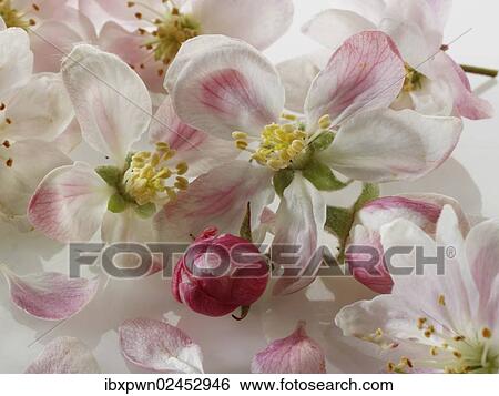 Apple blossom View Large Photo Image Stock Photograph - Apple blossom. Fotosearch