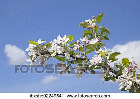 "Apple blossoms, Altes Land fruit-growing region, Lower Saxony, Germany, Europe" View Large Photo Image Stock Image - "Apple blossoms, Altes Land fruit-growing region, Lower Saxony, Germany, Europe". Fotosearch
