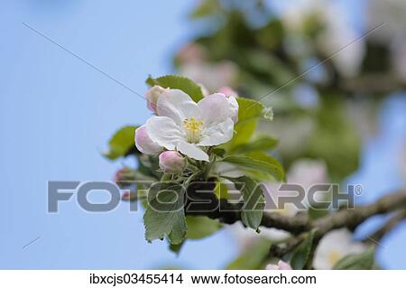 "Apple blossoms, Apple Tree (Malus sp. ), Bergisches Land, North Rhine-Westphalia, Germany, Europe" View Large Photo Image Picture - "Apple blossoms, Apple Tree (Malus sp. ), Bergisches Land, North Rhine-Westphalia, Germany, Europe". Fotosearch