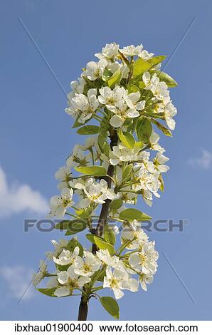 Apple blossoms (Malus) on a branch View Large Photo Image Stock Image - Apple blossoms (Malus) on a branch. Fotosearch
