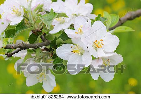 Apple blossoms View Large Photo Image Picture - Apple blossoms. Fotosearch