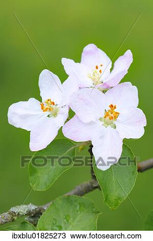 Apple blossoms View Large Photo Image Stock Image - Apple blossoms. Fotosearch