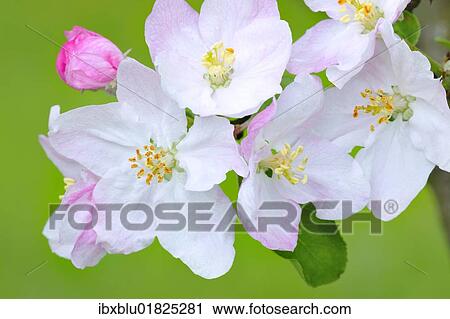 Stock Image - Apple blossoms. Fotosearch