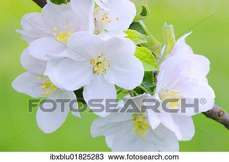 Apple blossoms View Large Photo Image Stock Image - Apple blossoms. Fotosearch