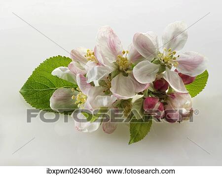 Apple blossoms View Large Photo Image Stock Image - Apple blossoms. Fotosearch