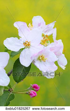 Apple blossoms View Large Photo Image Stock Photo - Apple blossoms. Fotosearch