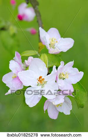 Apple blossoms View Large Photo Image Stock Photo - Apple blossoms. Fotosearch