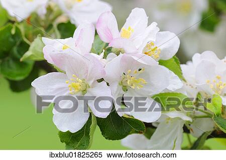 Apple blossoms View Large Photo Image Stock Photography - Apple blossoms. Fotosearch