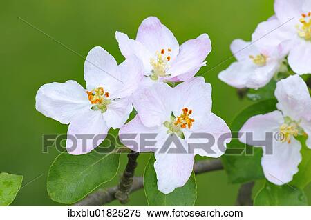 Apple blossoms View Large Photo Image Stock Photography - Apple blossoms. Fotosearch