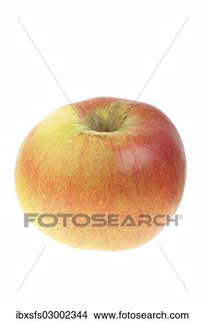 "Apple, Braunleys Seedling variety" View Large Photo Image Picture - "Apple, Braunleys Seedling variety". Fotosearch