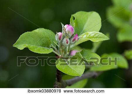 Apple buds (Malus domesticus) View Large Photo Image Stock Photo - Apple buds (Malus domesticus). Fotosearch