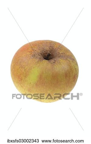 "Apple, Coulons Renette variety" View Large Photo Image Stock Image - "Apple, Coulons Renette variety". Fotosearch