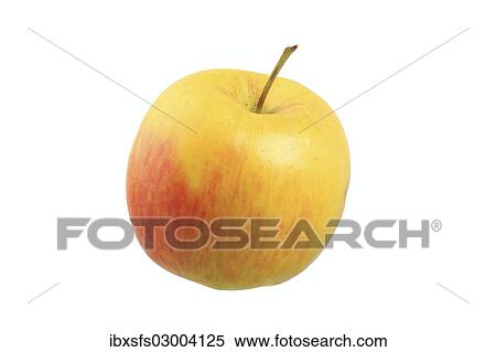 "Apple, Delbaestivale variety" View Large Photo Image Stock Photography - "Apple, Delbaestivale variety". Fotosearch