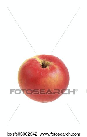 "Apple, Ditzel's Rose Apple variety" View Large Photo Image Stock Image - "Apple, Ditzel's Rose Apple variety". Fotosearch