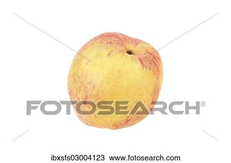 "Apple, Doppelter Prinzenapfel variety" View Large Photo Image Stock Image - "Apple, Doppelter Prinzenapfel variety". Fotosearch