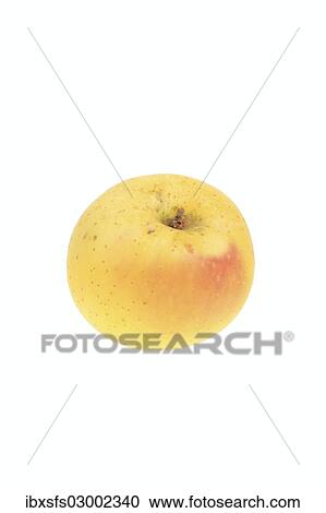 "Apple, Galloway Pepping variety" View Large Photo Image Stock Image - "Apple, Galloway Pepping variety". Fotosearch