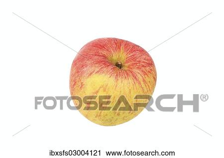 "Apple, Geheimrat Breuhan variety" View Large Photo Image Stock Image - "Apple, Geheimrat Breuhan variety". Fotosearch